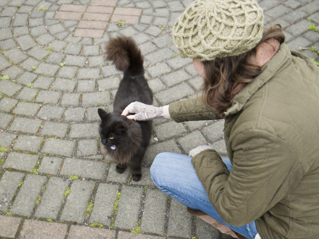 Sweet, friendly kitty? Iceland is great!