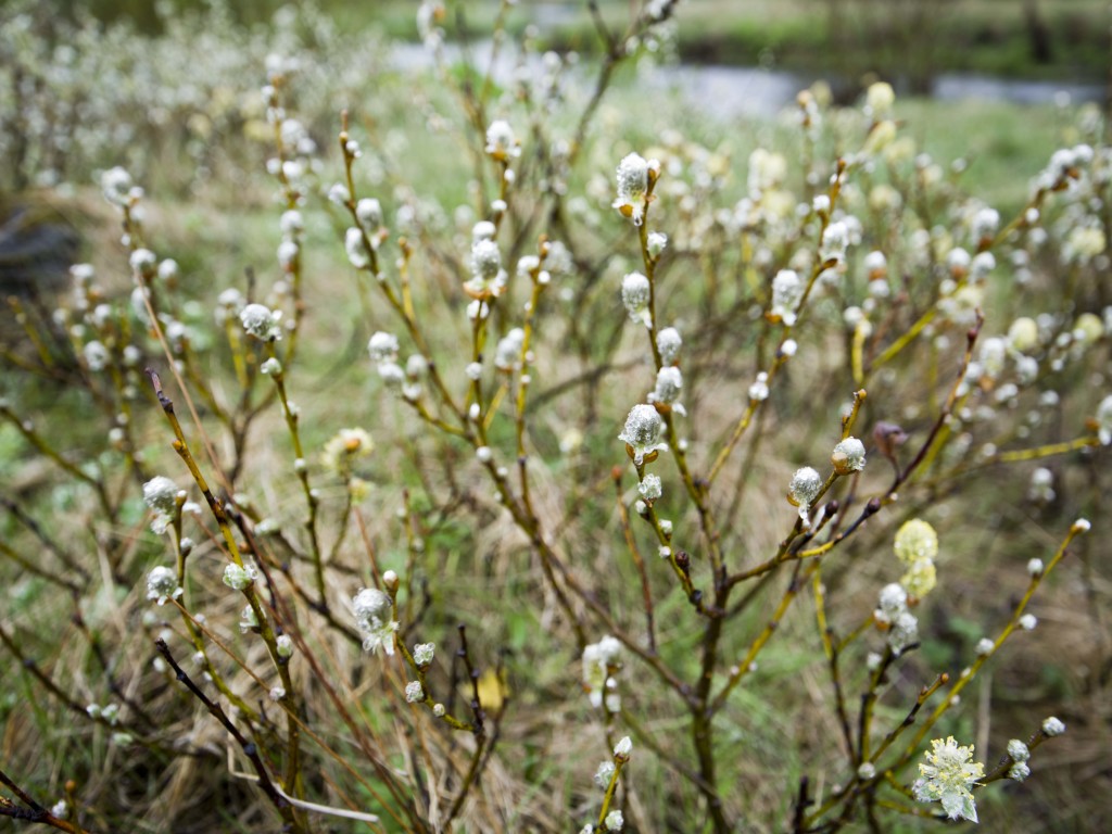 It's hard to resist filling the blog with just these beauties.