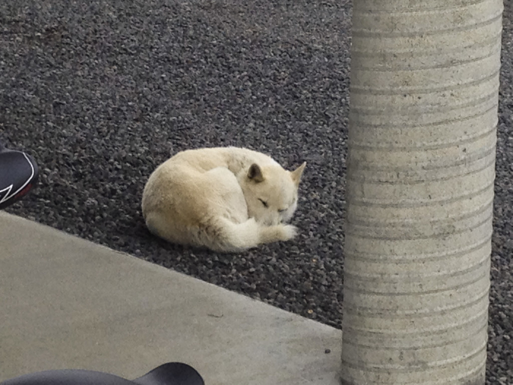 No photos of the place itself, but we did get a pic of this adorable dog... Priorities.